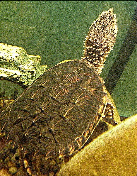 File:Submerged Snapping turtle.jpg
