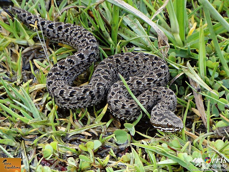 File:Surprise encounters in from Mt. Kenya.jpg