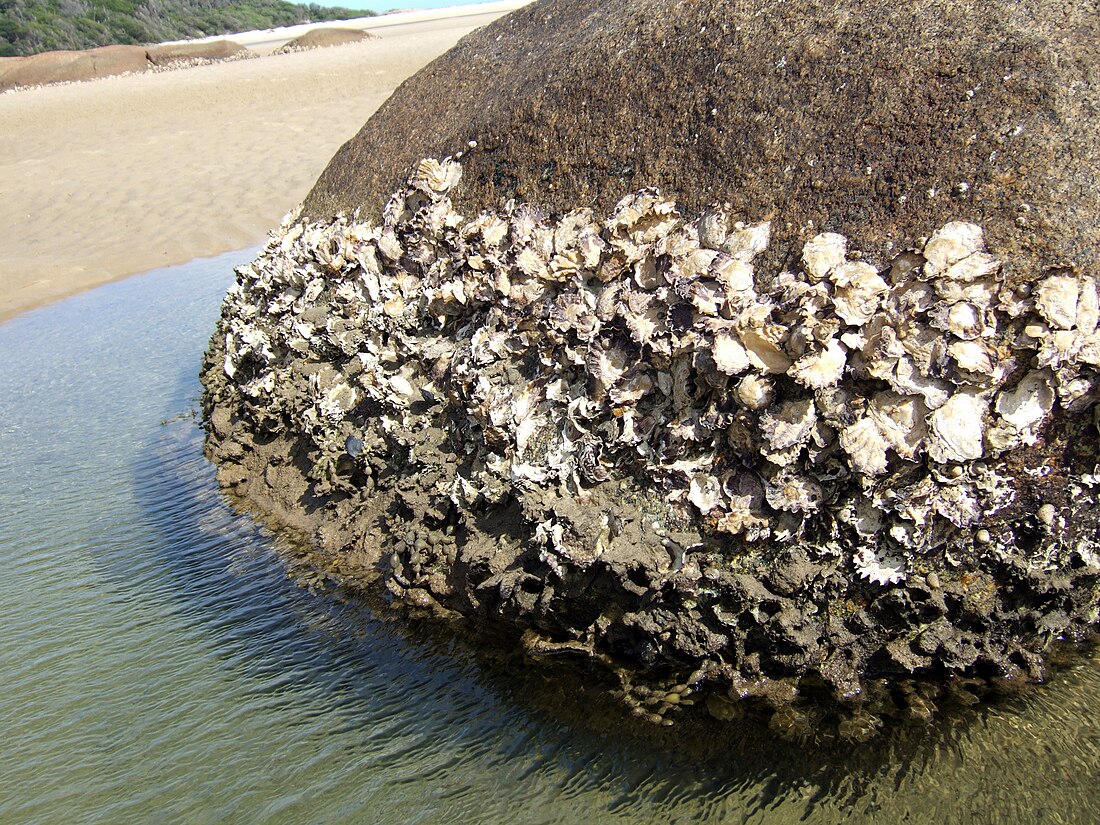 Rock oyster