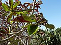 leaves and fruits