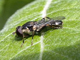 Syritta pipiens