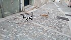 Այիոս Նիքոլաոսի աստիճաններուն կատուները․․․