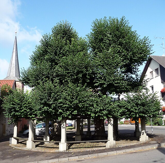 Türkenlinde von Ottendorf