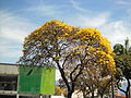 Tabebuia chrysantha