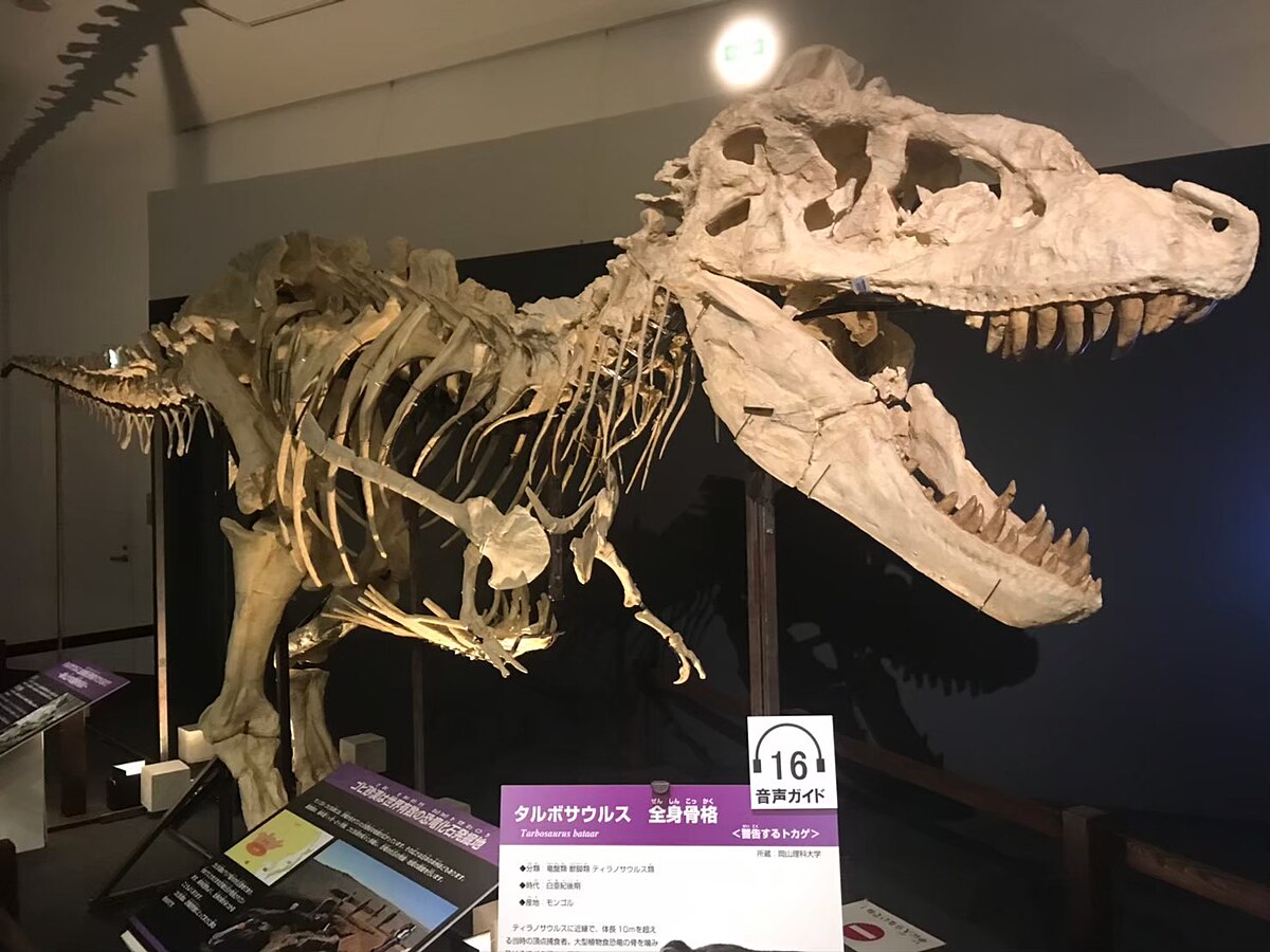 恐竜　化石標本　北米獣脚類　ティラノサウルス　T-REX