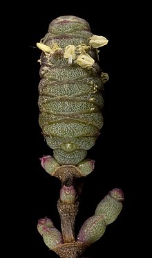 Tecticornia laevigata - Flickr - Kevin Thiele.jpg