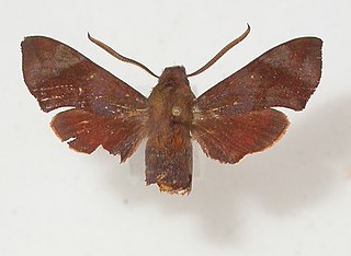 <i>Temnora dierli</i> Species of moth