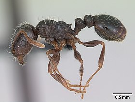 Tetramorium caespitum