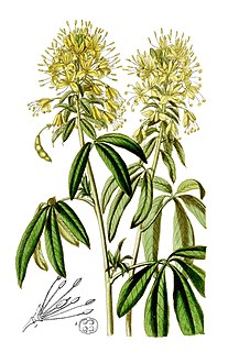 <i>Cleome lutea</i> Species of flowering plant