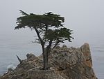 The Lone Cypress (Cupressus macrocarpa) 02.jpg