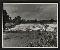 Sisal laid out to dry in British Tanganyika The National Archives UK - CO 1069-157-159.jpg