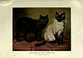 The book of the cat (Plate (11)) BHL23996599.jpg