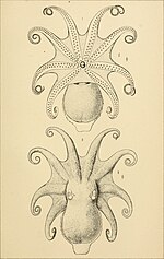 Thumbnail for File:The cephalopods of the north-eastern coast of America (1880-81) (19967603733).jpg