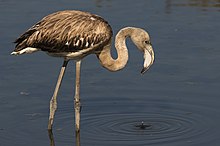 grey flamingo