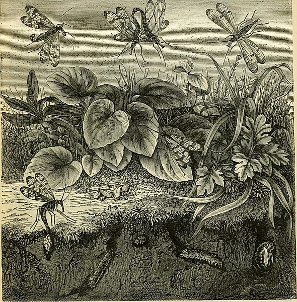 File:The transformations (or metamorphoses) of insects (Insecta, Myriapoda, Arachnida, and Crustacea.) Being an adaptation, for English readers, of M. Émile Blanchard's "Metamorphoses, murs et instincts (14762466974).jpg