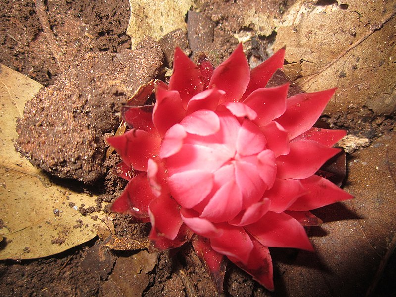 File:Thonningia sanguinea 26104052.jpg