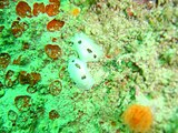 Three-spot dorid Aldisa trimaculata has been recorded at Pinnacle, but is hardly ever seen.