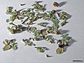 Tiliae flos (dried flowers)