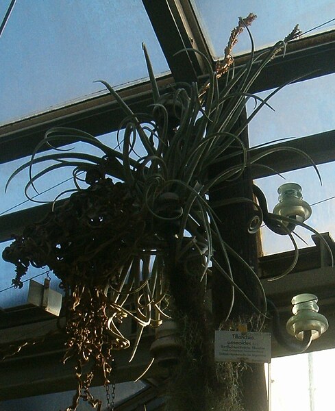 File:Tillandsia duratii BotGardBln01102011A.jpg