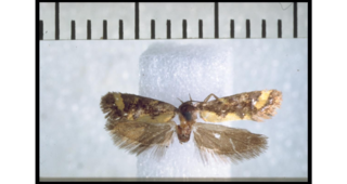<i>Tingena honorata</i> Species of moth, endemic to New Zealand