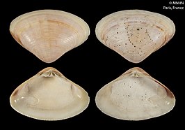 Tivela dentaria