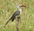 Thumbnail for Red-billed hornbill