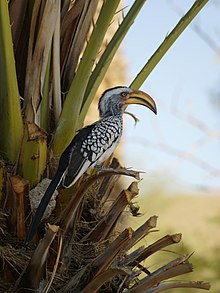 The southern yellow-billed hornbill (Tockus leucomelas) is a common, widespread resident of dry thorn fields and broad-leafed woodlands. Tockus leucomelas 2.jpg