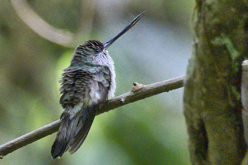 File:Tooth-billed Hummingbird.jpg