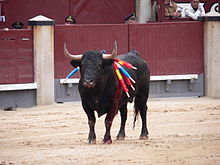 Bull fighting, bull with barbs / banderillas, embedded shoulder from Tercio  de Banderillas round of the bullfight, charging at Torero. Plaza de Toros,  Valencia, Spain. July 2014 Stock Photo - Alamy