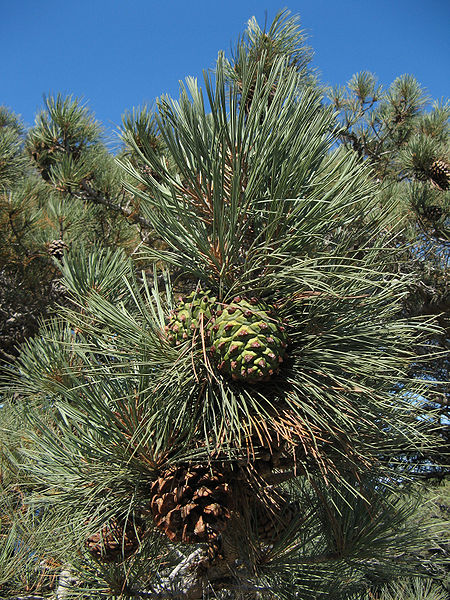 File:Torrey Pine Cones.jpg