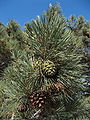 Torrey Pine Cones.jpg
