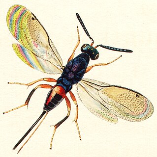 Torymidae Family of wasps