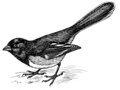 Towhee (PSF).png