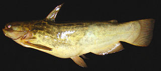 Driftwood catfish