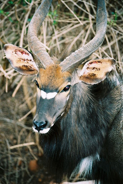 File:Tragelaphus angasii Nyala male 2.jpg