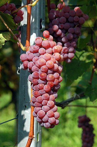 <span class="mw-page-title-main">Souvignier gris</span> Variety of grape