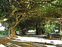 Tree tunnel in Florida TreeTunnel.JPG