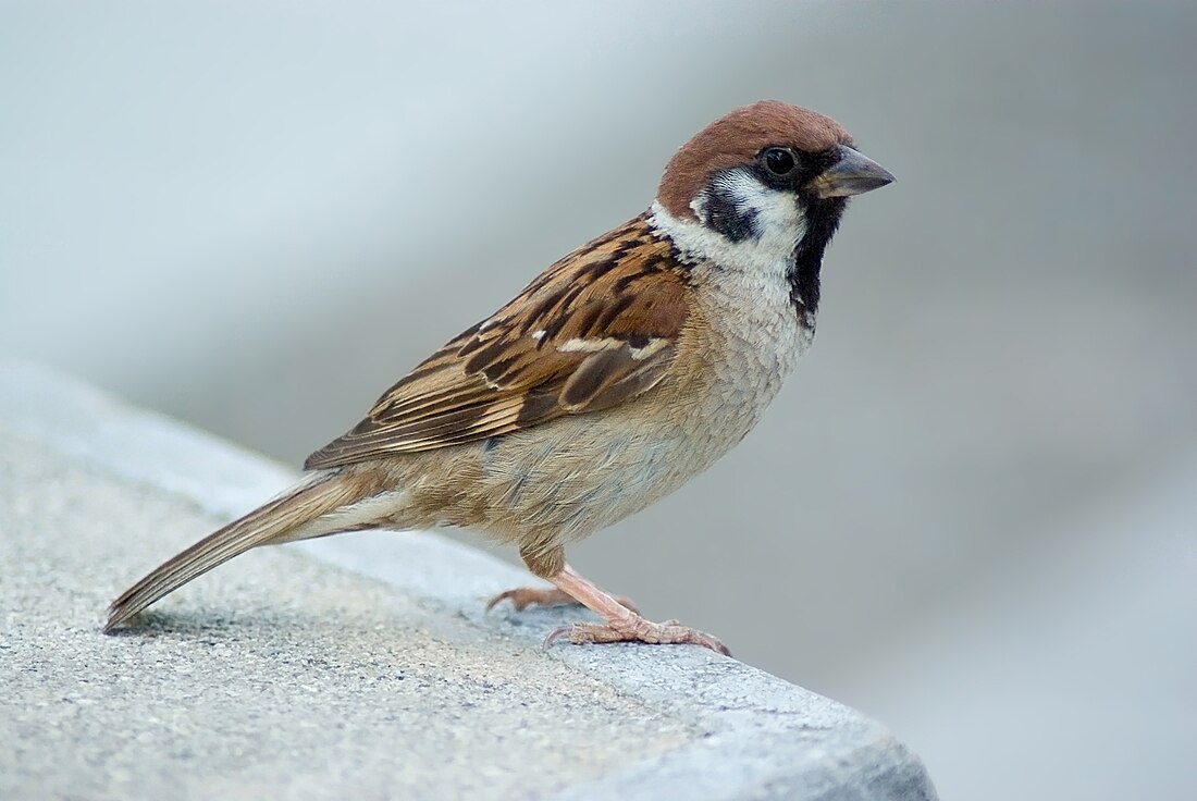 Passer montanus