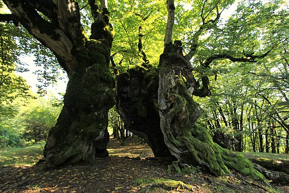 Tree in Zagatala State Nature Reserve. Photograph: Toni Wöhrl