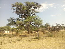 Omuti-ngau-zepo (The tree must be removed) in Otjinene from which many Herero people were hanged to death. Tree in Otjinene 1.jpg