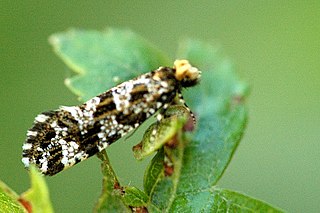 <i>Triaxomera parasitella</i> Species of moth