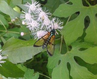 <i>Trichura</i> Genus of moths