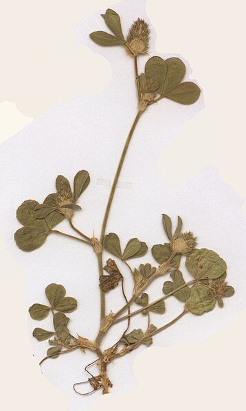 File:Trifolium striatum Herbar.jpg