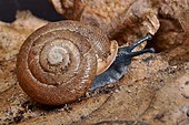 A living Triodopsis tridentata land snail, or northern threetooth Triodopsis tridentata.jpg