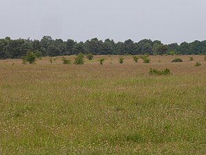 Magerrasen nach der ackerbaulichen Nutzung