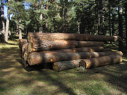 Logging in Navarredonda de Gredos.
