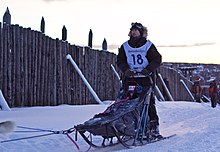 A musher riding a dog sled in Roros, Norway, during a sled dog race Trond Hansen (8436514576).jpg