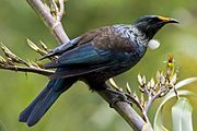 Tui by Matt Binns