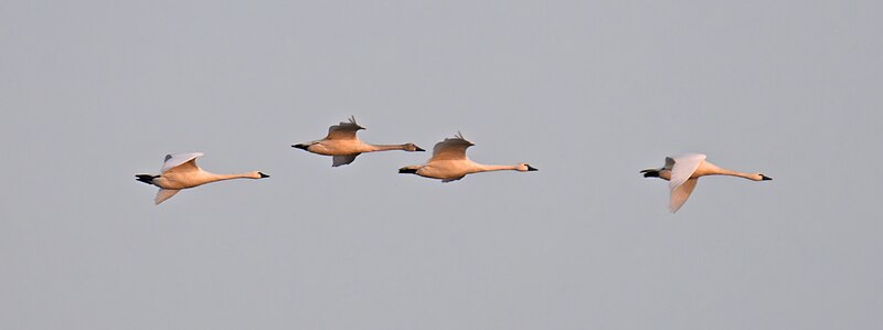 File:Tundra swan fowler beach 2.5.23 DSC 9001-topaz-denoise-enhance.jpg