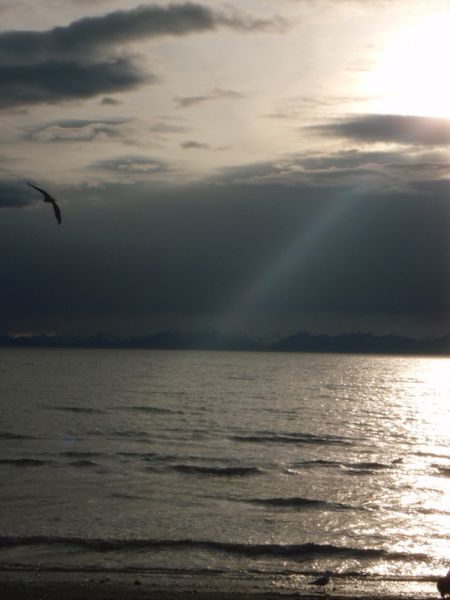 File:Two Bald Eagles in this shot, wish pic was a little to the right. 5-09 - panoramio.jpg